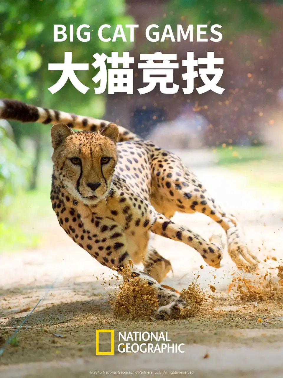 《大猫竞技》：狂野丛林的生存游戏，速度与力量的终极较量！